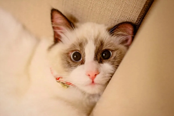 KUB智能鎖：一個人生活到底好不好？